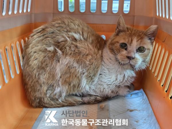 [고양이] 한국 고양이 경기-파주-2025-00414 유기동물 배경 이미지 입니다.